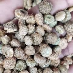 . Akarkara Hybrid Seeds   اقر قرحا کی فارمنگ فی ایکڑ 50 لاکھ کا بزنس