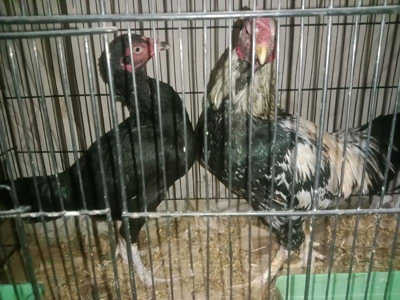 Green Java Pair for Sale 1