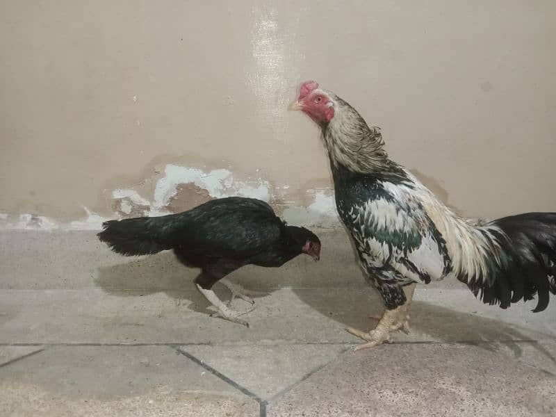 Green Java Pair for Sale 15