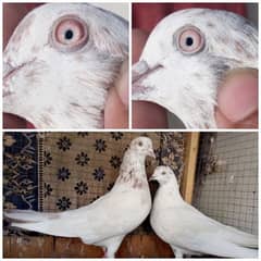 lakha breeder pair