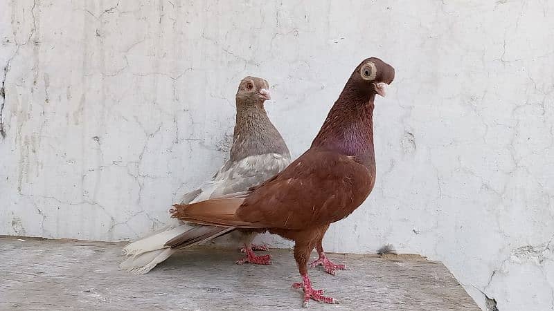 lakha breeder pair 1