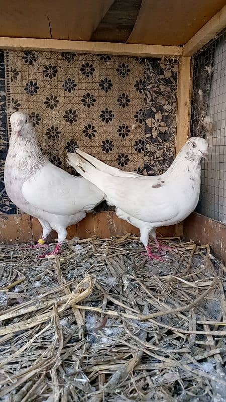 lakha breeder pair 2