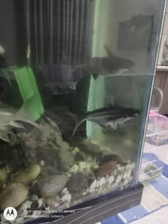 aquarium fish for sell white diamond koi and blue line shark