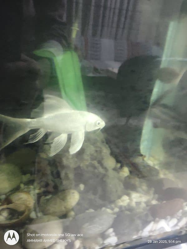 aquarium fish for sell white diamond koi and blue line shark 1