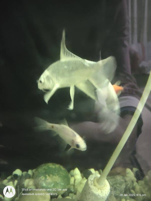 aquarium fish for sell white diamond koi and blue line shark 2