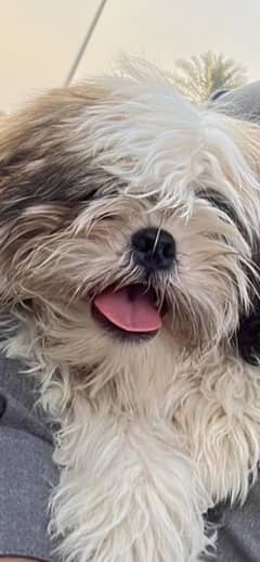 Shih Tzu dogs