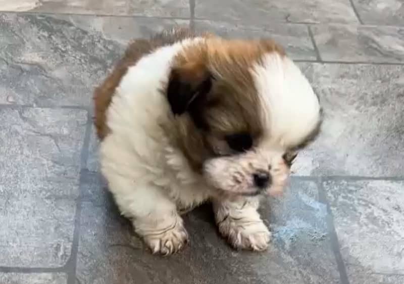 Shih Tzu dogs 4