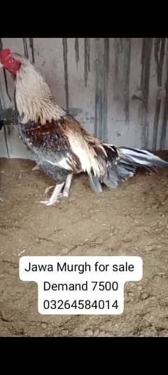 Aseel murgh | Pure Aseel | Amroha Aseel | Aseel | Exchange Bird