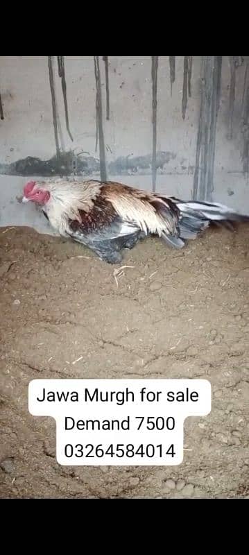 Aseel murgh | Pure Aseel | Amroha Aseel | Aseel | Exchange Bird 1