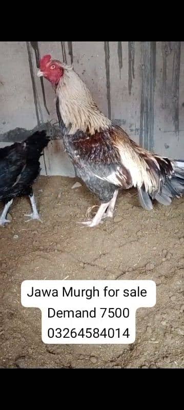 Aseel murgh | Pure Aseel | Amroha Aseel | Aseel | Exchange Bird 2