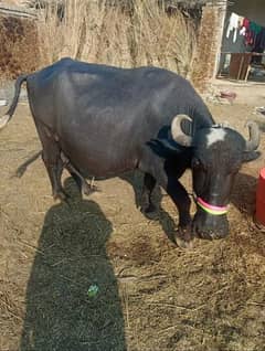 03400692028 bull | Nelli ravi Nasal | Cow | behans | buffalo | katta