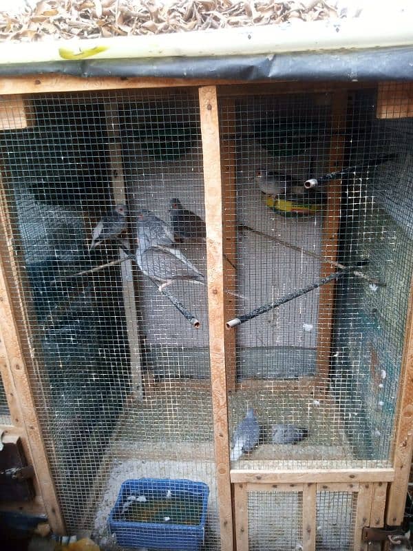 6 Bird Cages with 12 Pairs of Doves & 1 Pair of Java Sparrows 1