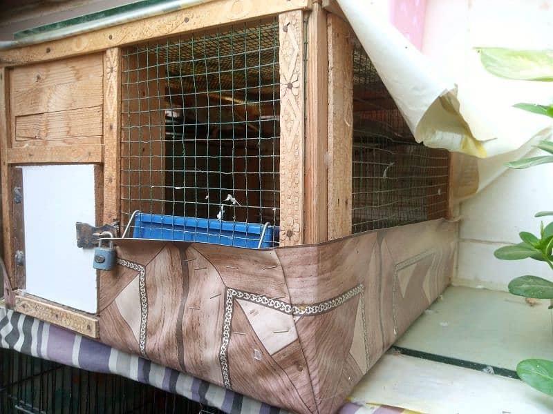 6 Bird Cages with 12 Pairs of Doves & 1 Pair of Java Sparrows 5