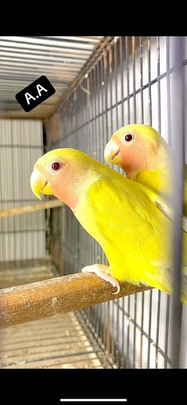 common lotino lutino lovebirds for sell 0