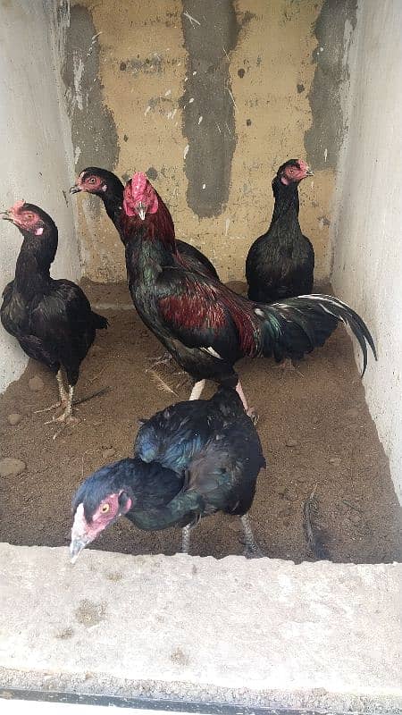 Aseel | Aseel Mianwali | Murga | Egg Laying Hens | Pure Aseel 2