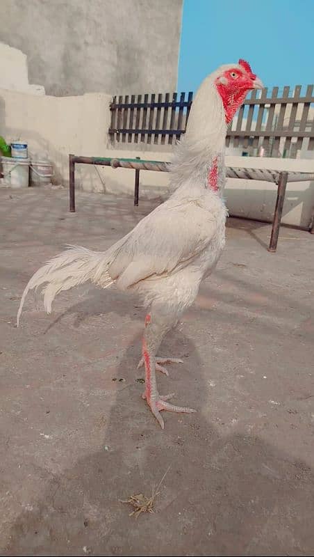 High quality Blue eyes Heera murga white nok nalli male 0