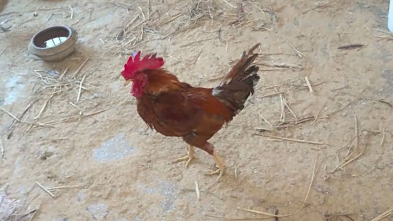 Male Hen or Cock 0