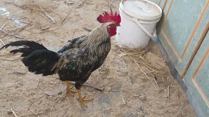 Male Hen or Cock 2