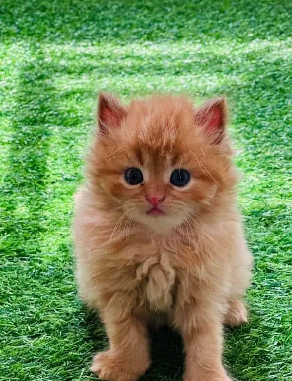 PERSIAN KITTEN CASH ON DELIVERY ALL PAKISTAN WHSTTAAPP 03207679060 3