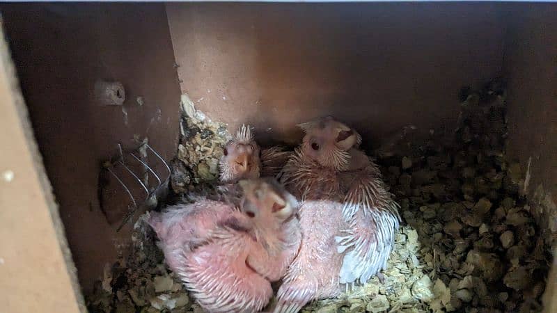 Cocktail pairs and chicks Eno red eyes for sale 4