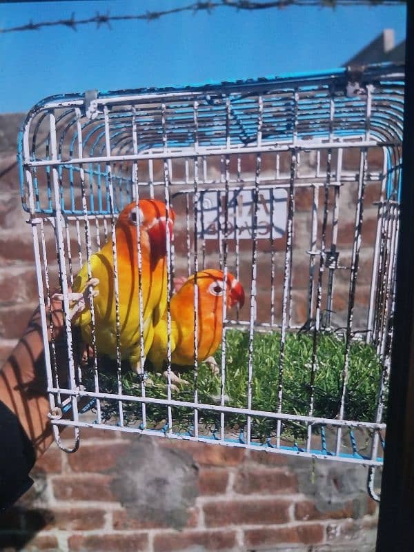 lovebirds pairs available 0