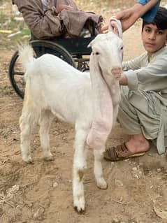 Pure Gulabi goats