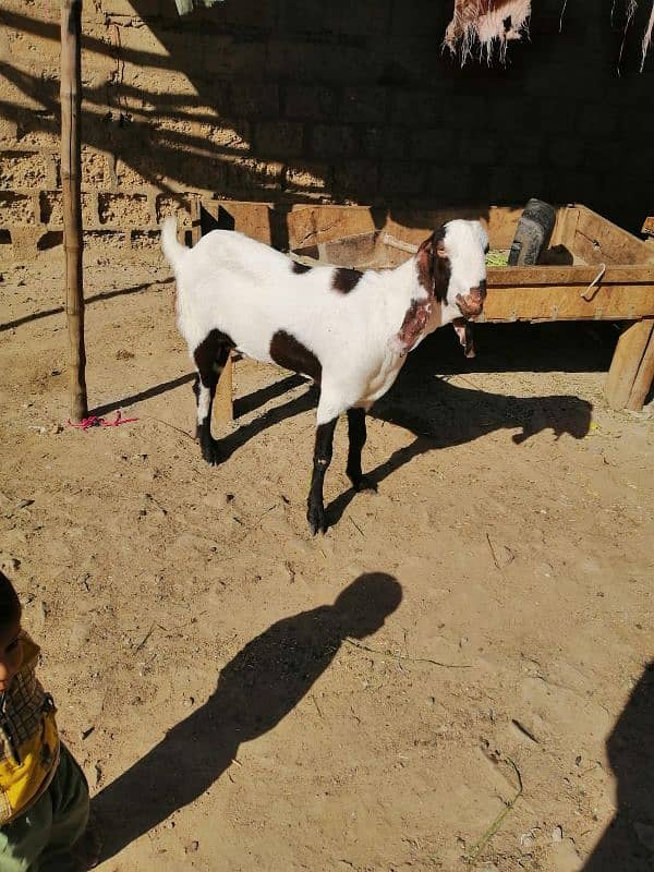 Healthy 2 D&D Goats for Sale  Punjab nasal 0