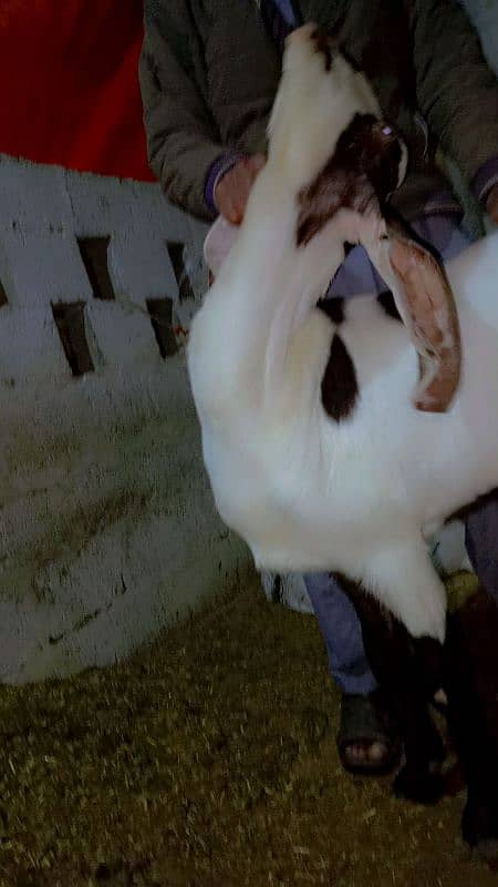 Healthy 2 D&D Goats for Sale  Punjab nasal 1