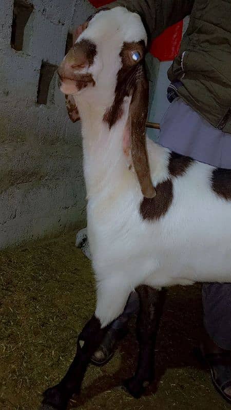 Healthy 2 D&D Goats for Sale  Punjab nasal 3