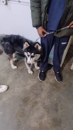 Siberian husky female 4.5 months vaccination camelit