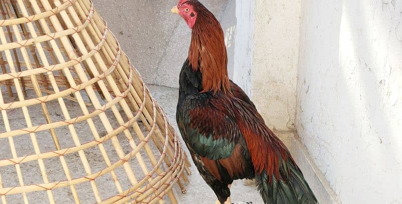 Java Khari Takhti  Breeder Male Mianwali Topla  Aseel  Cheeni  Madi 8