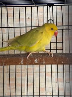 Yellow Pallid ringneck pair