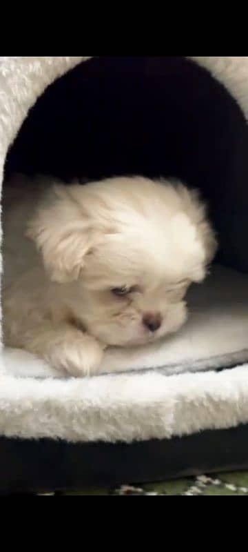 Shihtzu / Shihtzu toy breed punch face top bloodline 2