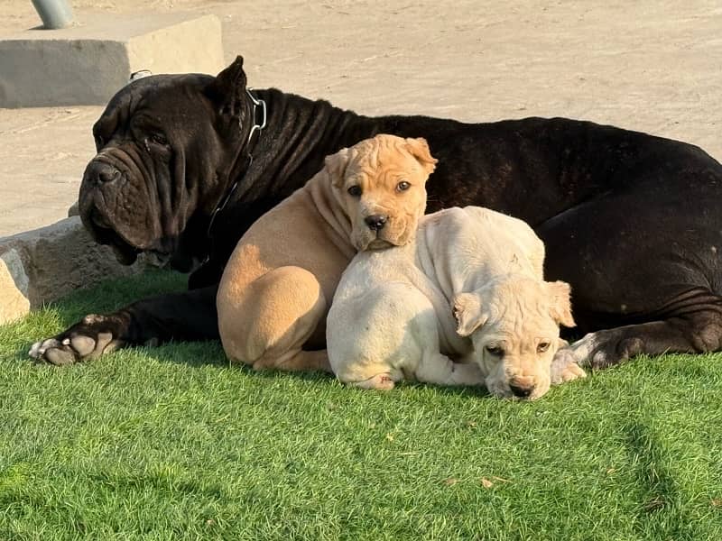 Cane corso Straw/white Huge Size 0