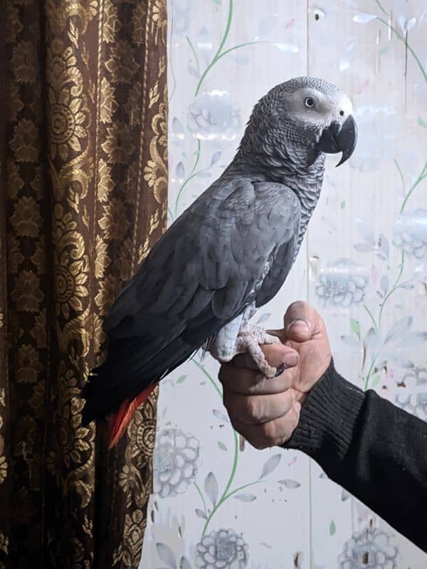 African Grey Parrot 0