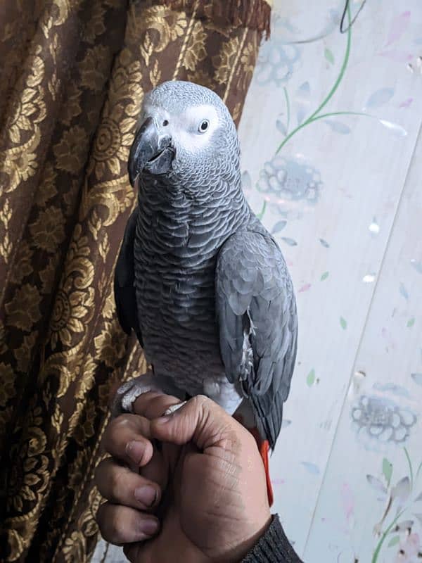 African Grey Parrot 1