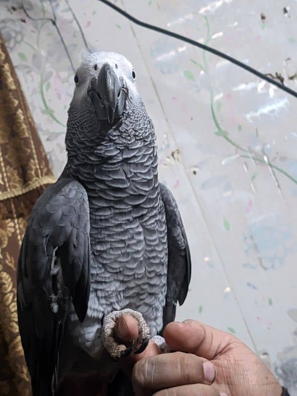 African Grey Parrot 2