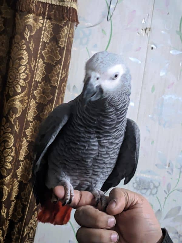 African Grey Parrot 4