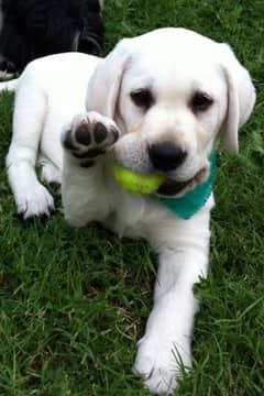 Labrador British pedigree female puppies available