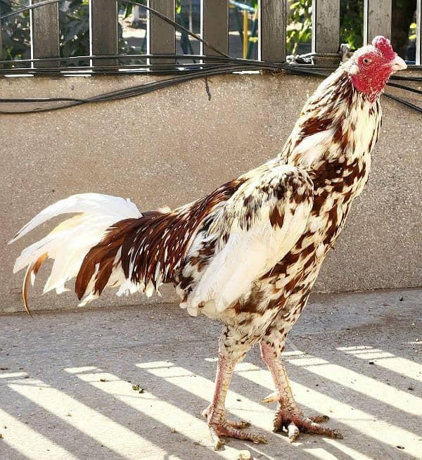 Cheena Aseel Breeder Pair and Lakha Mushka Breeder Male 5