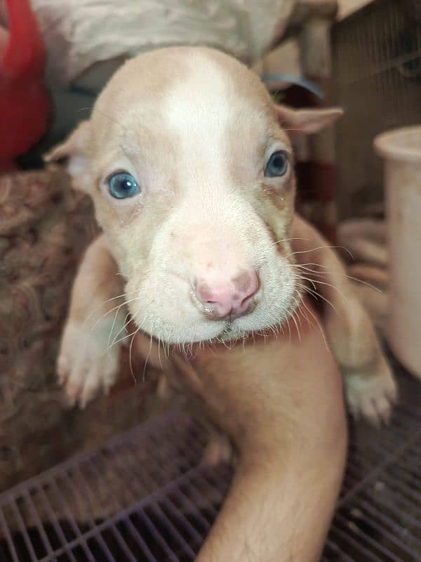 Gultair blues pink nose puppys 4