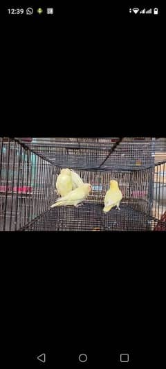 cremino And Albino red eye pathy available. . .