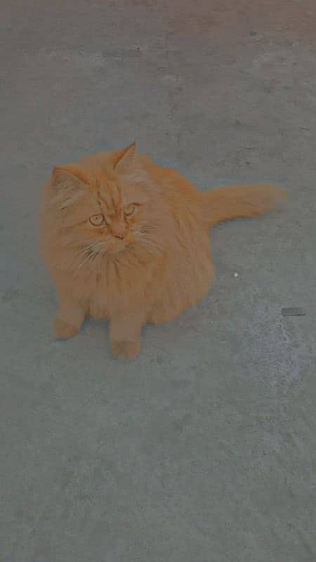 Persian Male cat 0