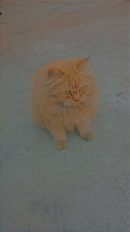 Persian Male cat 1