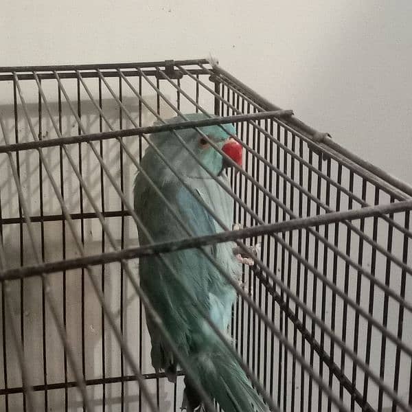 Blue Ringneck Adult Male 5