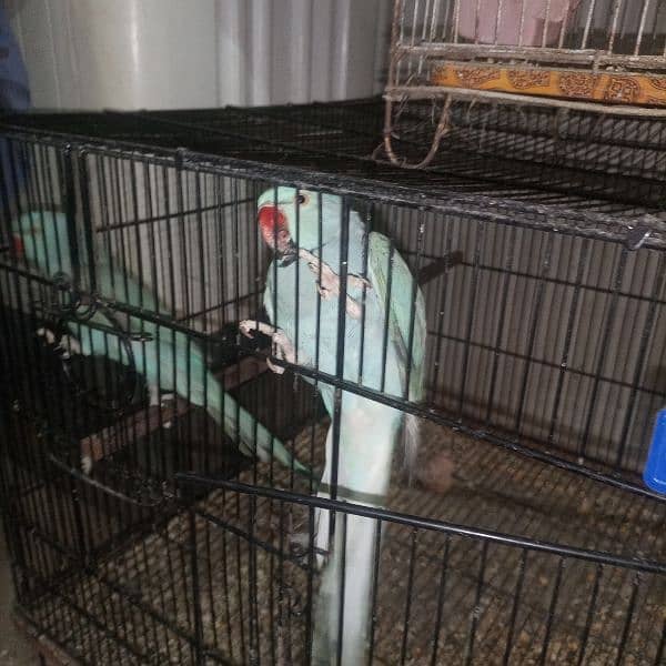 Blue Ringneck Adult Male 6