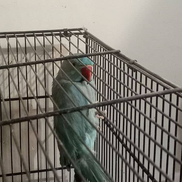 Blue Ringneck Adult Male 8