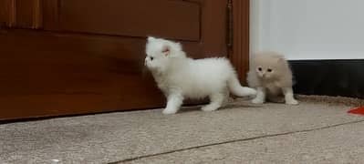 Beautiful Persian Kittens