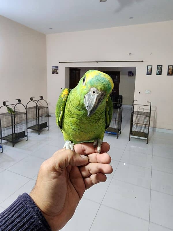 Triton Chick & Breeder Female, Blue Fronted Amazon, Red Molucan Lory 1