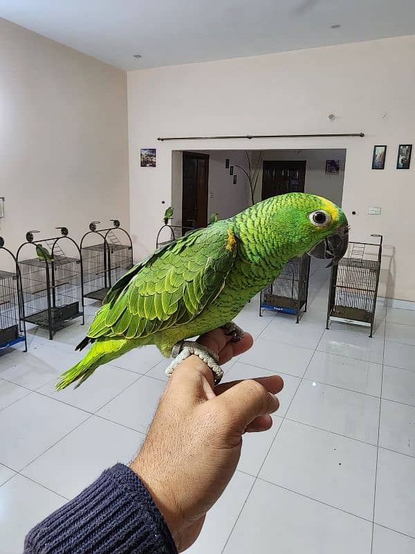 Triton Chick & Breeder Female, Blue Fronted Amazon, Red Molucan Lory 2